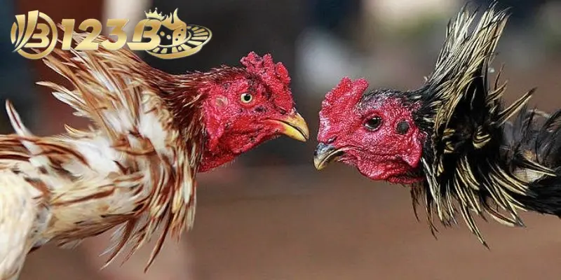 Thuật ngữ đá gà cơ bản cần nhớ khi chơi để hiểu rõ hơn