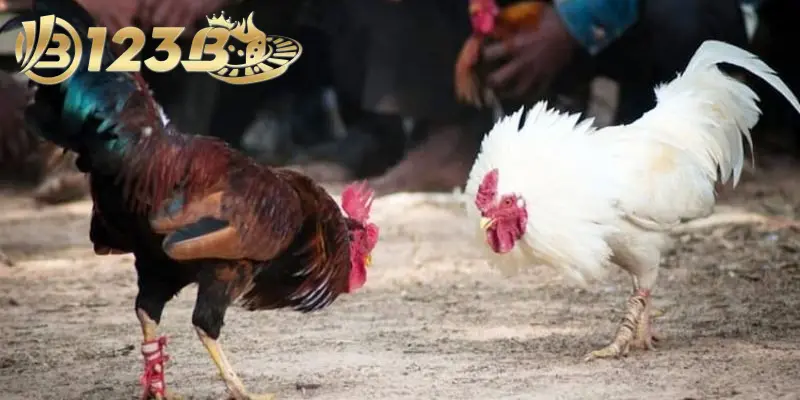 Các thuật ngữ khác nên nhớ khi chơi để hiểu rõ hơn