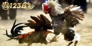 Thuật ngữ cơ bản về chọi gà cần nhớ khi chơi